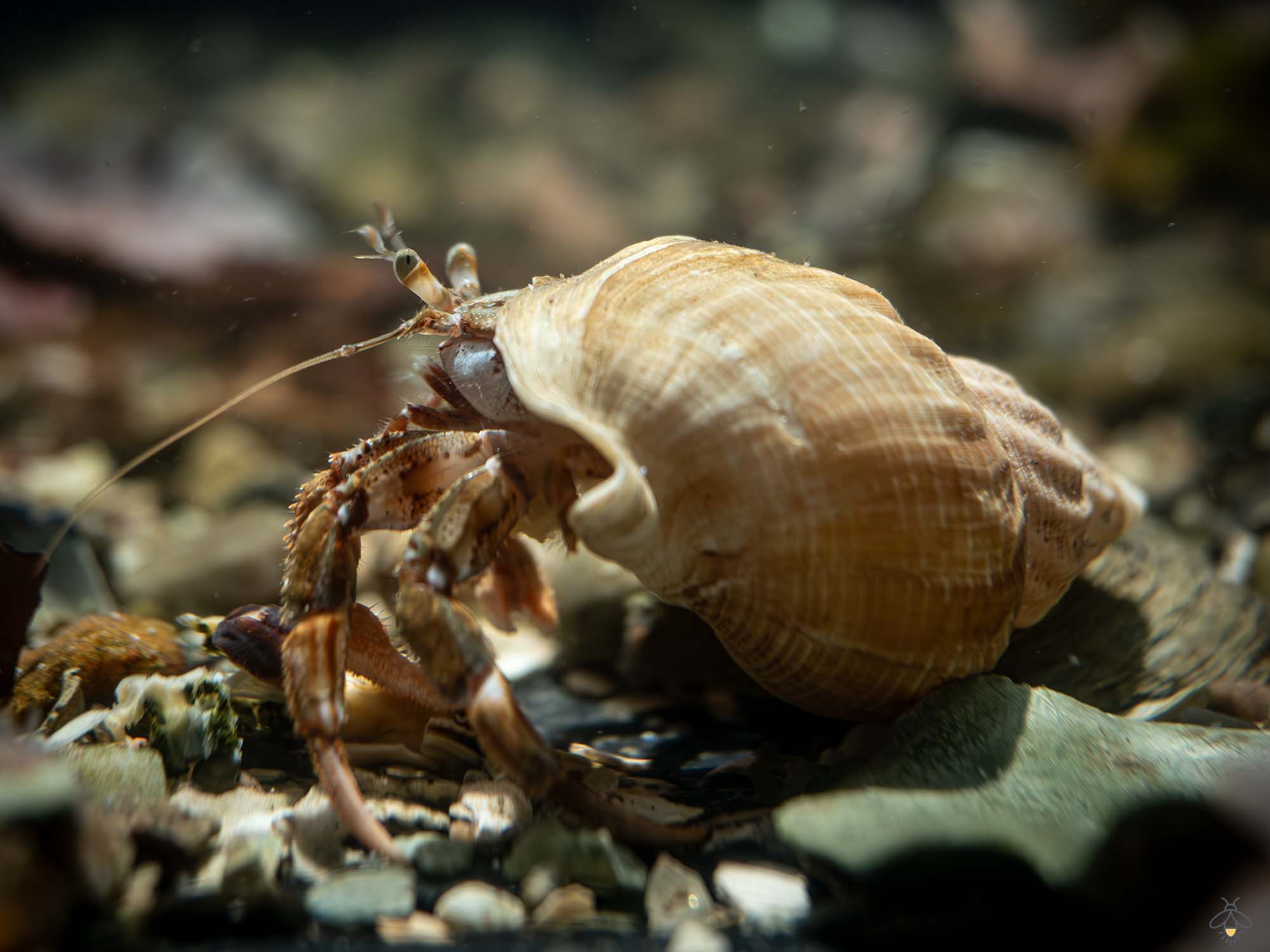 Aquarium